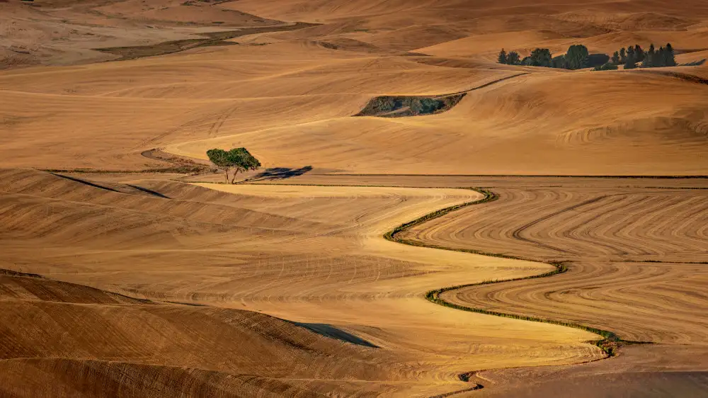 Cai, James: Palouse d'Oro