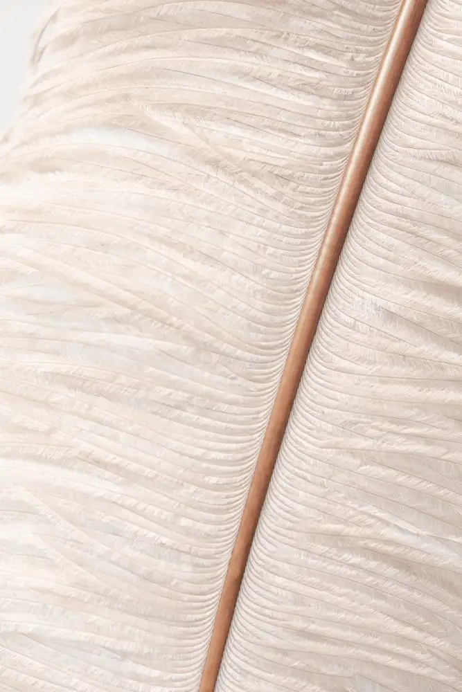Studio, Pictufy: Plume_2