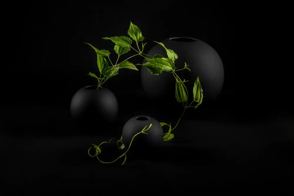 aybena: Snake