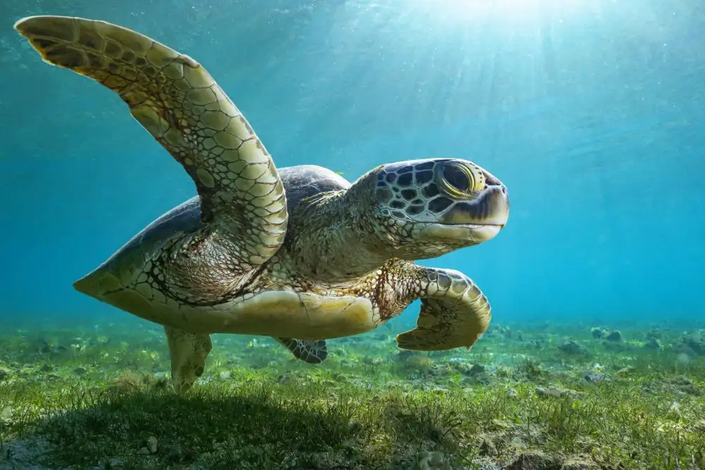 Melesan, Serge: Green turtle