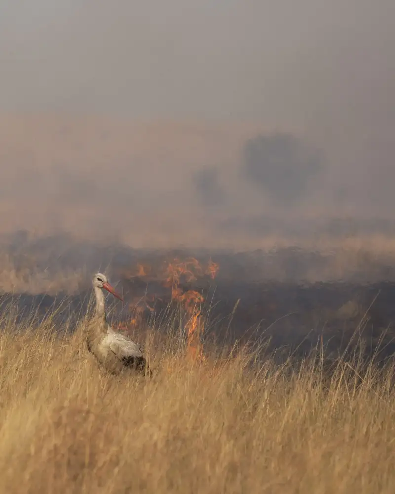 Marchegiani, Roberto: Savane brûlante