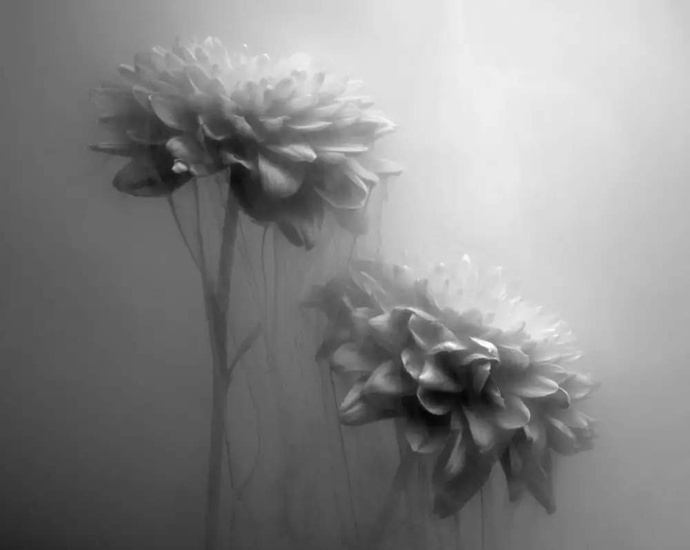 Perlow, Gary: Gossamer Flowers