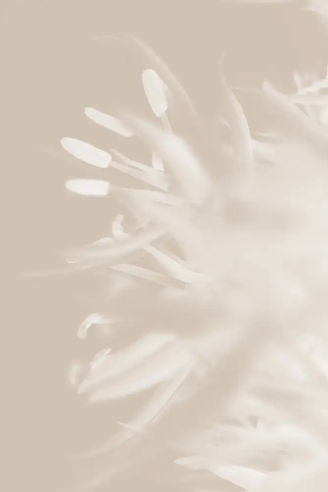 Studio, Pictufy: Fleur Beige_1