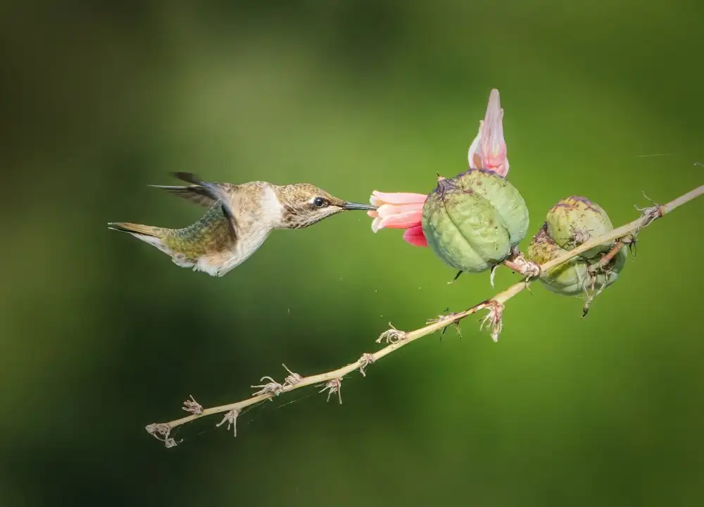 Li, Alex: Colibri