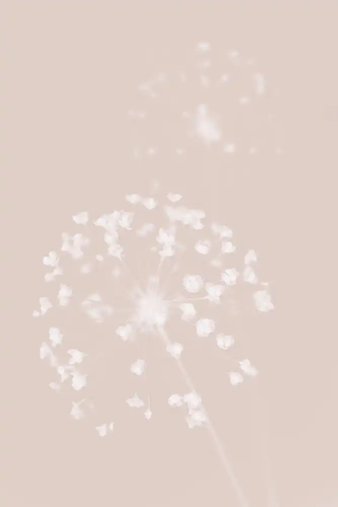 Studio, Pictufy: Fiore secco rosa