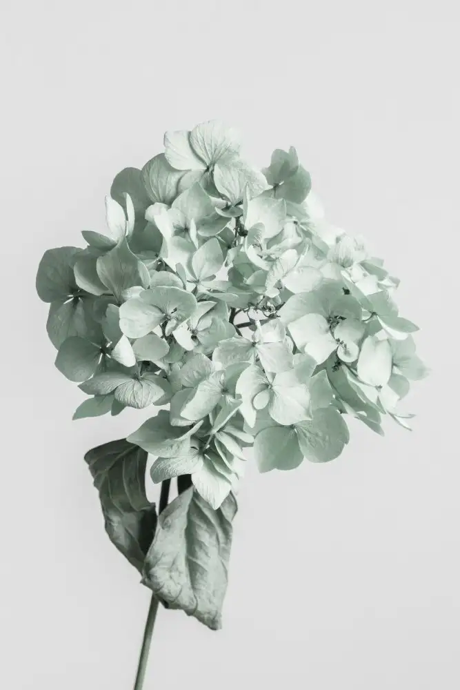 Studio, Pictufy: Green dried flower