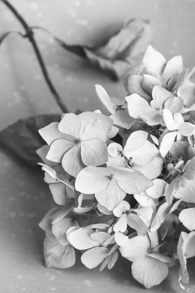 Studio, Pictufy: Piatto di fiori secchi_bianco e nero