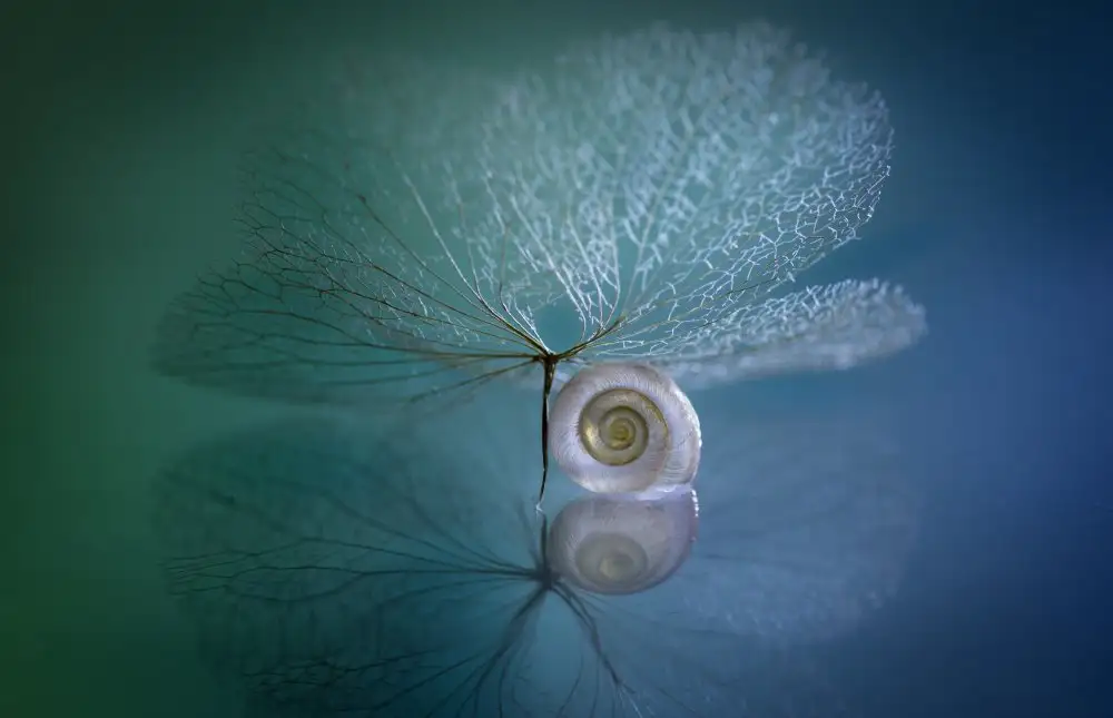 Kowatari, Shihya: Snail