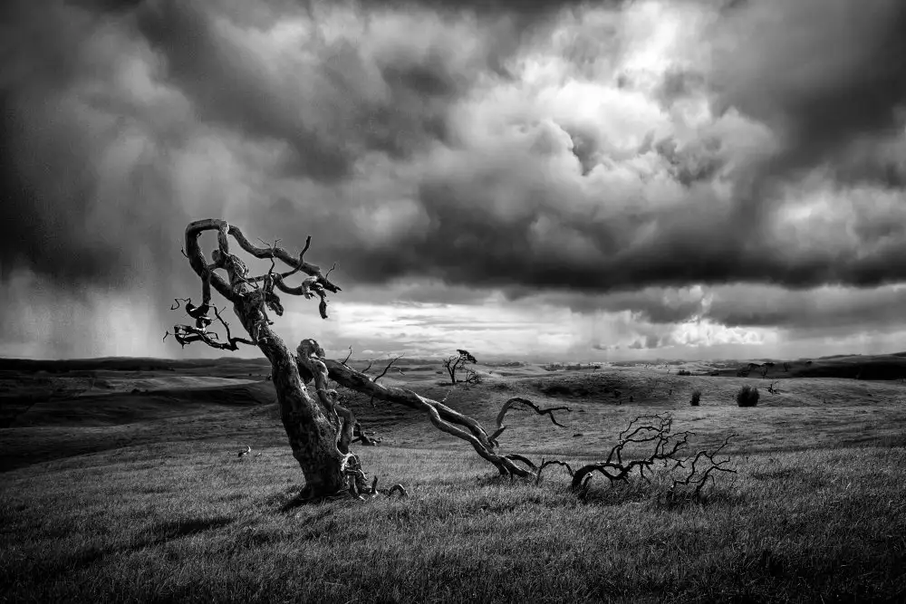 Elgar, Peter: The Moonah Tree