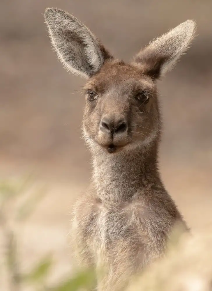 ahmadabdelhameed: The beautiful Roo