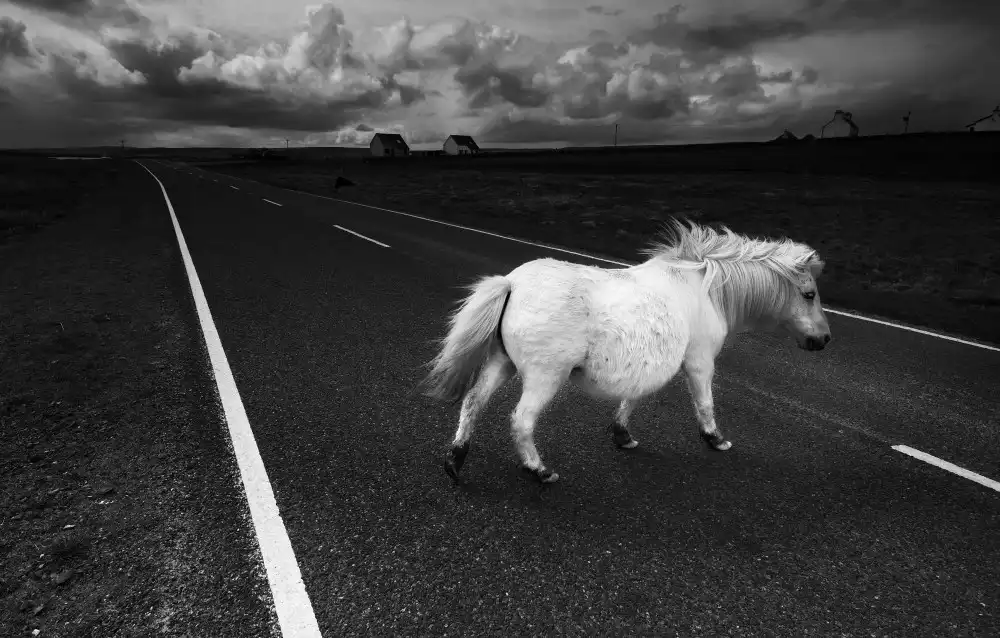 Engström, Erik: A white horse