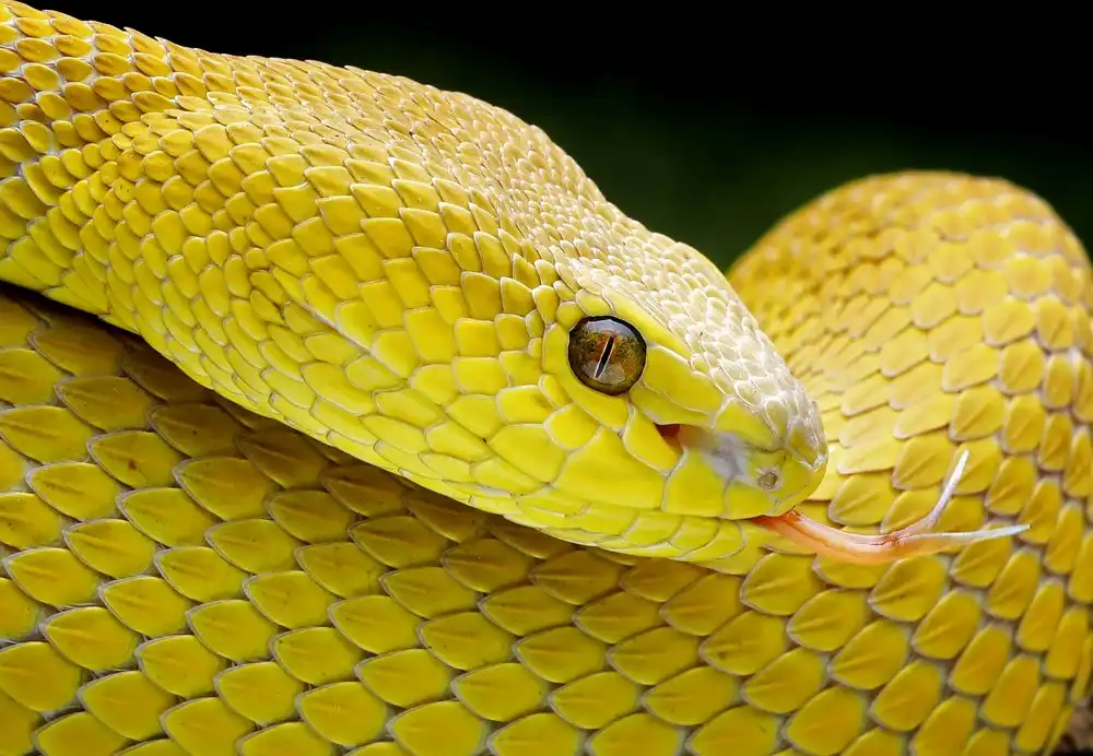 Hartojo, Muliani Angela: Yellow Viper