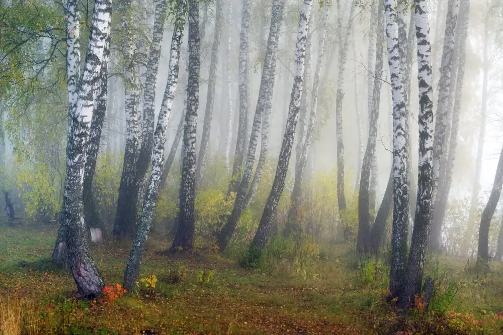 Doronin, Dmitry: Autumn fogs