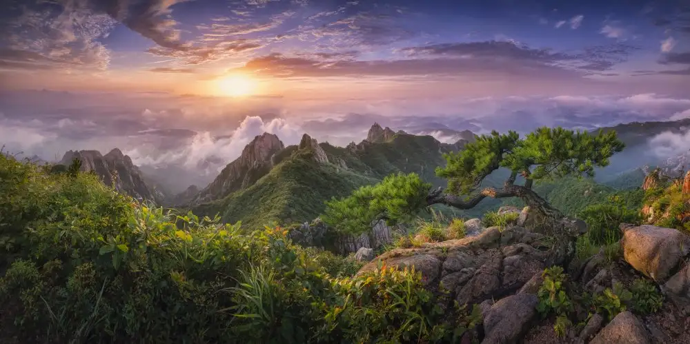 Seo, Tiger: Pine tree on the rock
