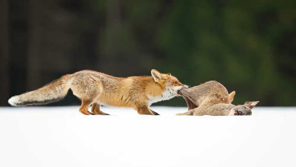 Zygmunt, Milan: Red fox