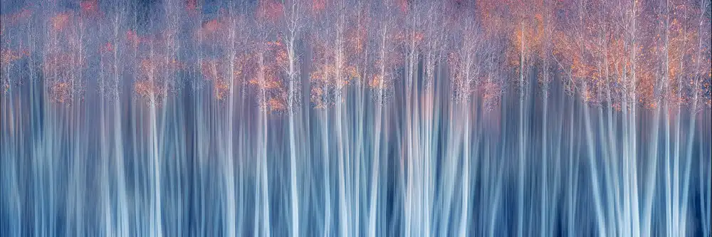 Xu, Mei: Forest in Autumn Dream