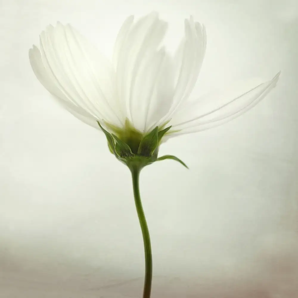 Grønkjær, Lotte: Cosmos blanco