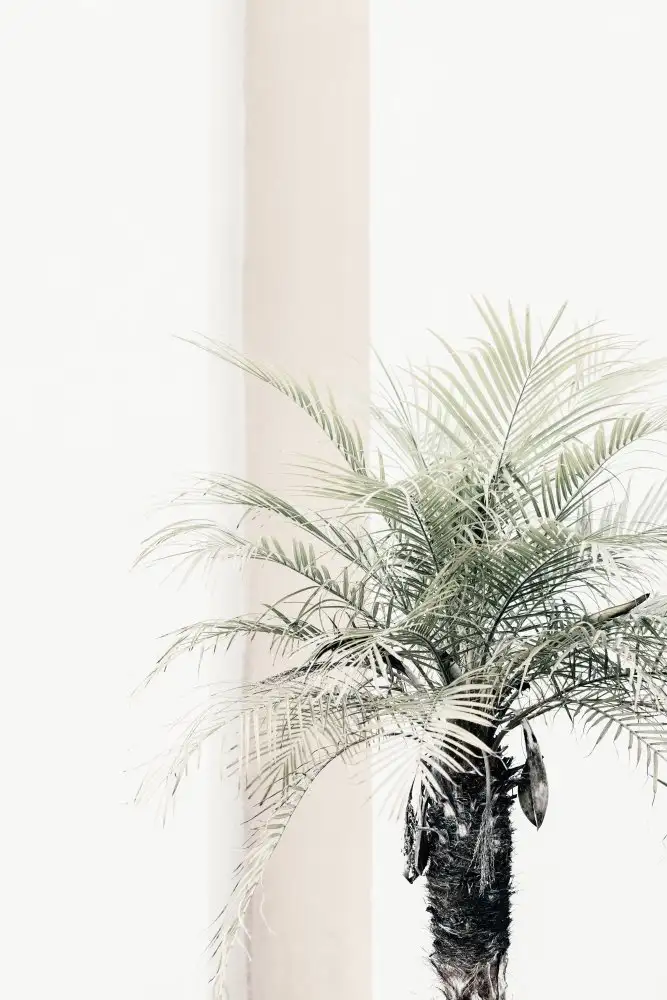 Studio, Pictufy: Palma
