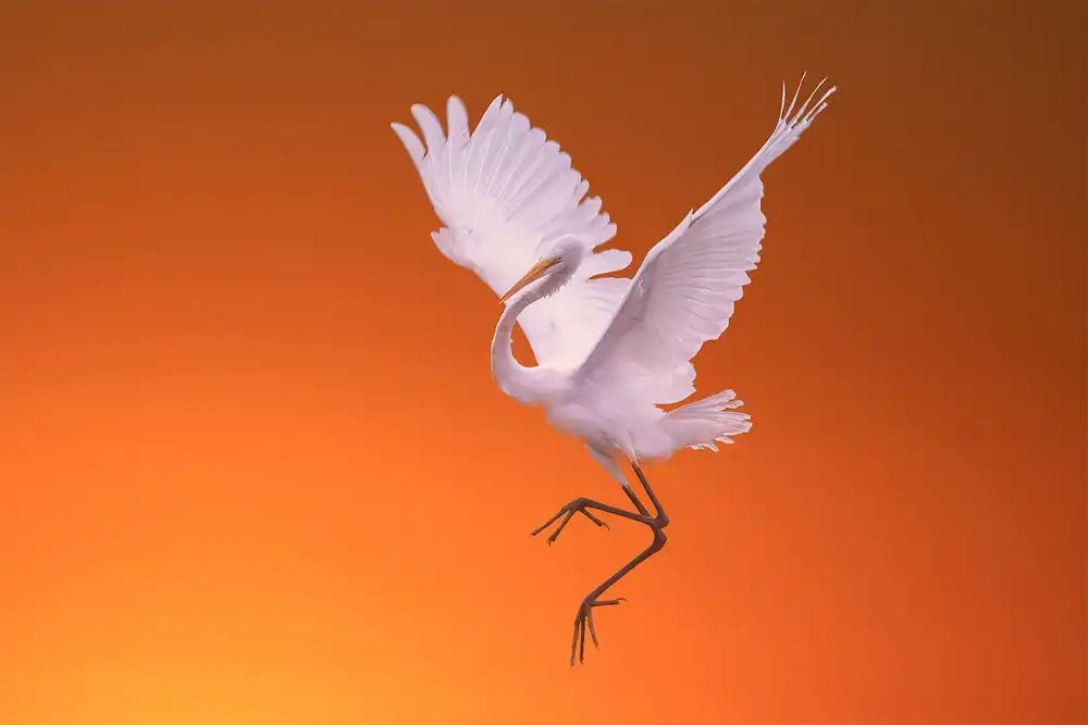 Zhang, Mei: Dance at Dawn
