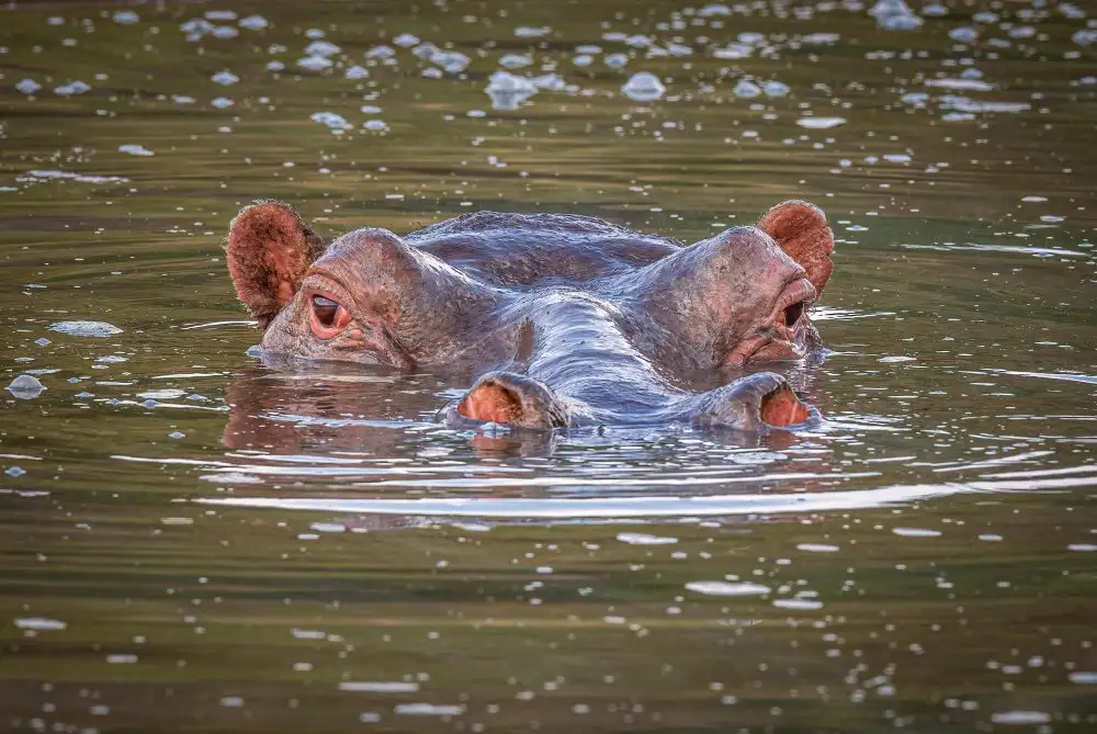 Sink, C. Jeffrey: Ippopotamo