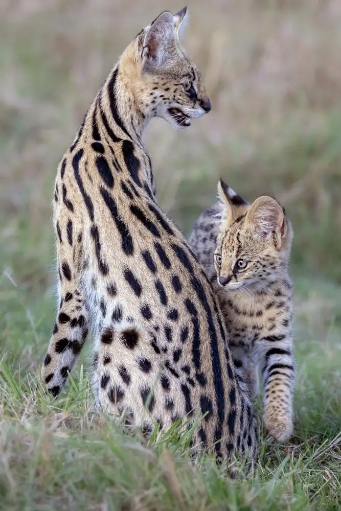 Catta, Alessandro: Mother & Cub