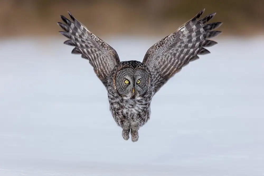 Zuo, Jun: Grande Gufo Grigio in volo