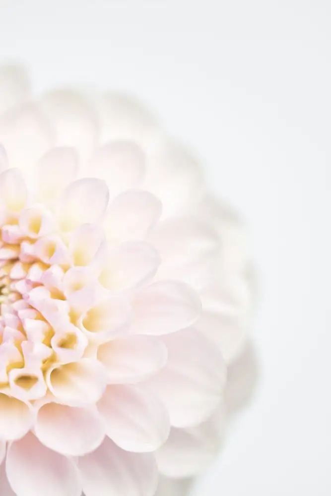 Studio, Pictufy: Rosa Blume Nr. 2