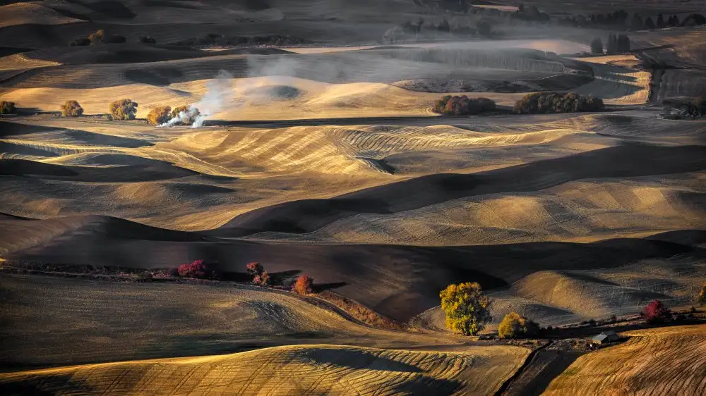 Zhang, Anna: Campo di grano