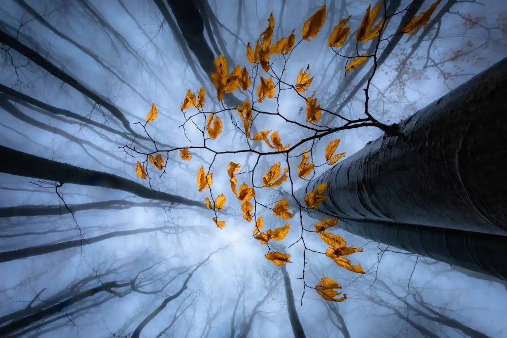 Penov, Plamen: Autumn leaves