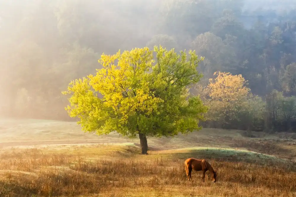 Prioteasa, Sebastian: Tree of Life