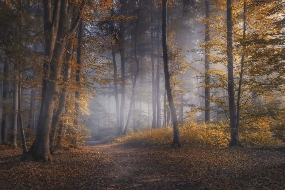 Maier, Norbert: October Days
