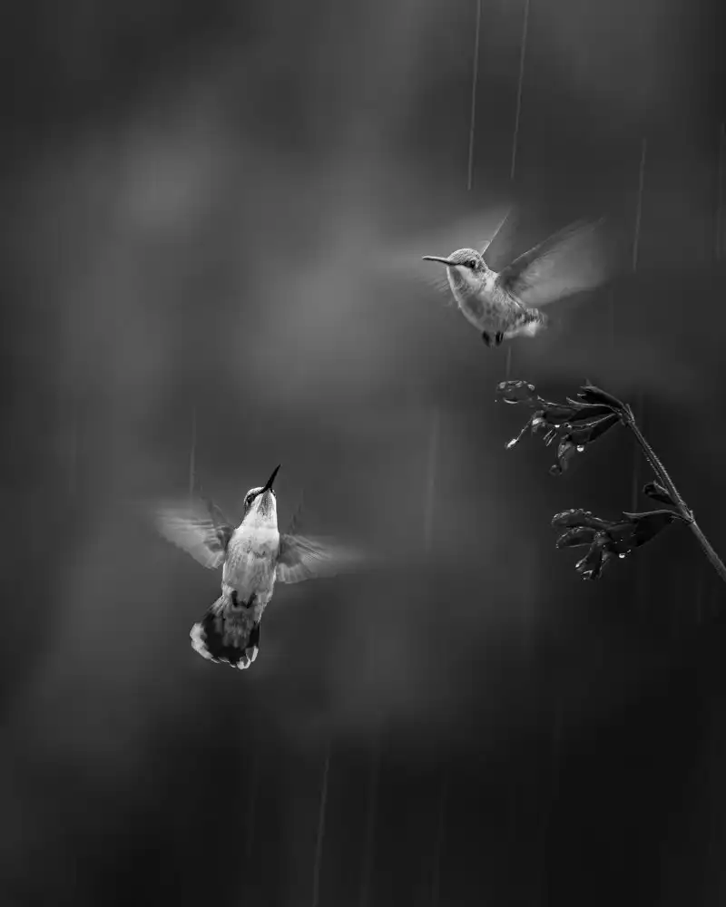 Hu, Mei: Confession in the Rain