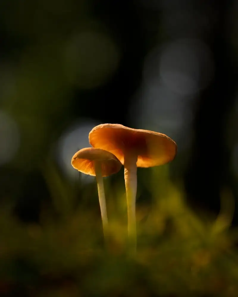 Herliyanto, Gatot: Champignons lumineux