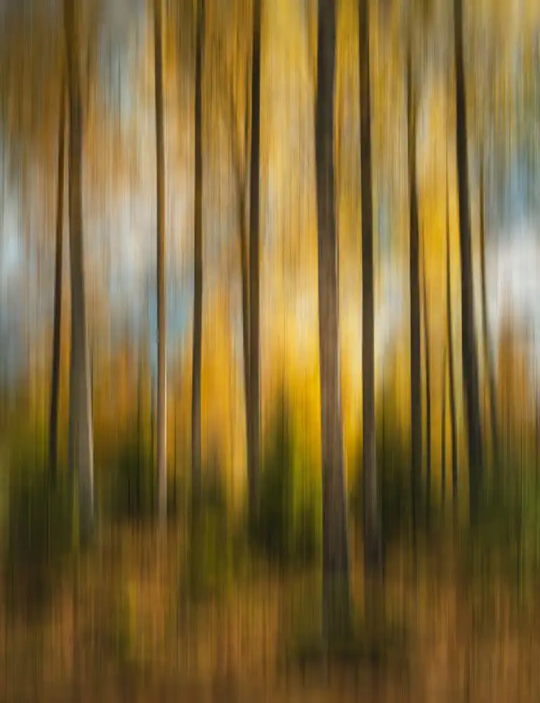 Lindsten, Christian: Autumn forest shaky