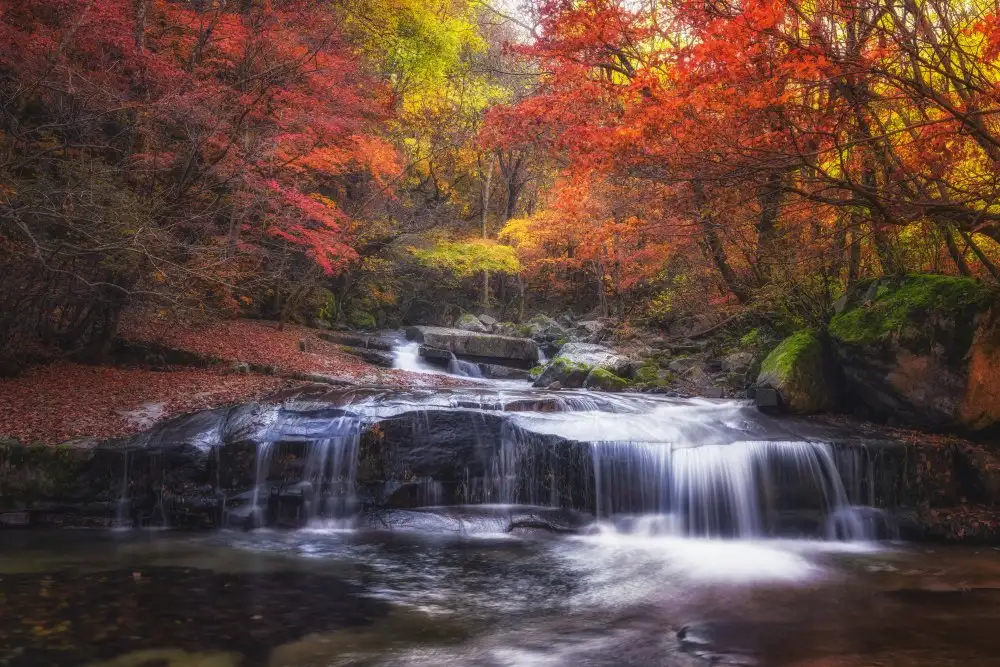 Seo, Tiger: Autumn fall