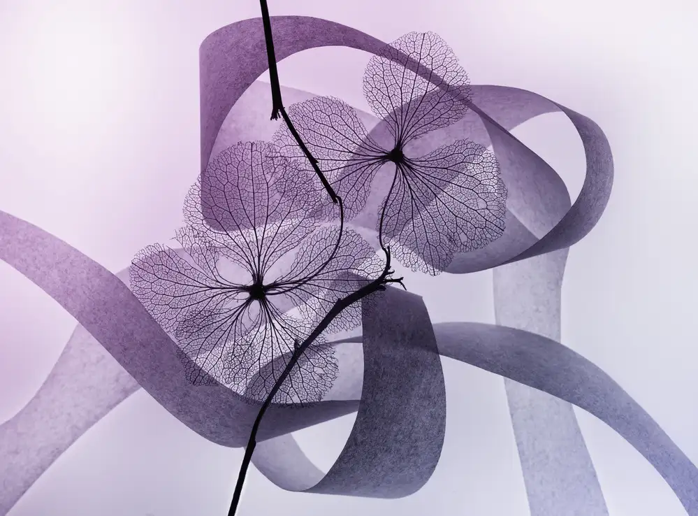 Kowatari, Shihya: Hortensie