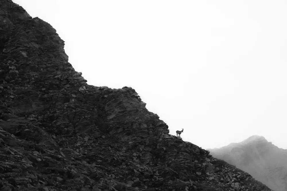 Dvorak, Petra: Ibex