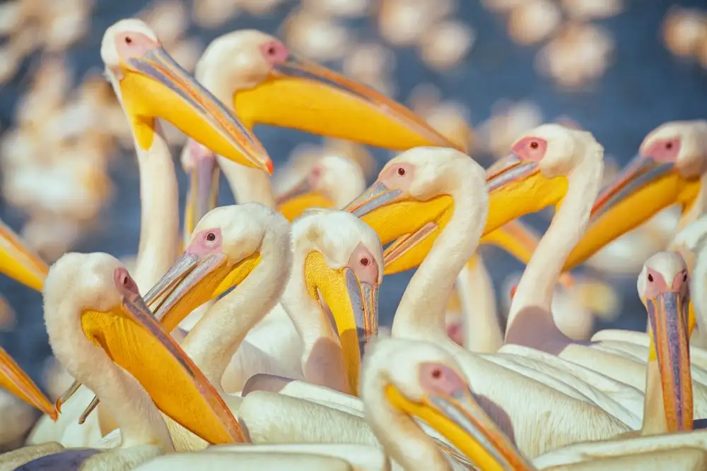 Or, Keren: Pélicans migrateurs