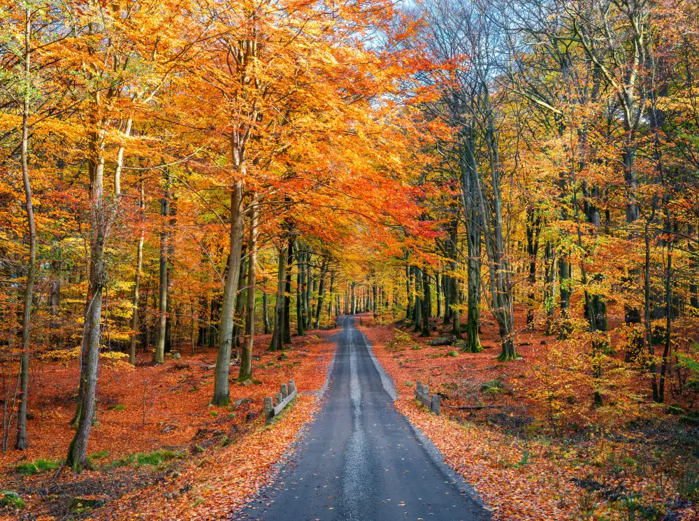 Lindsten, Christian: Road into autumn