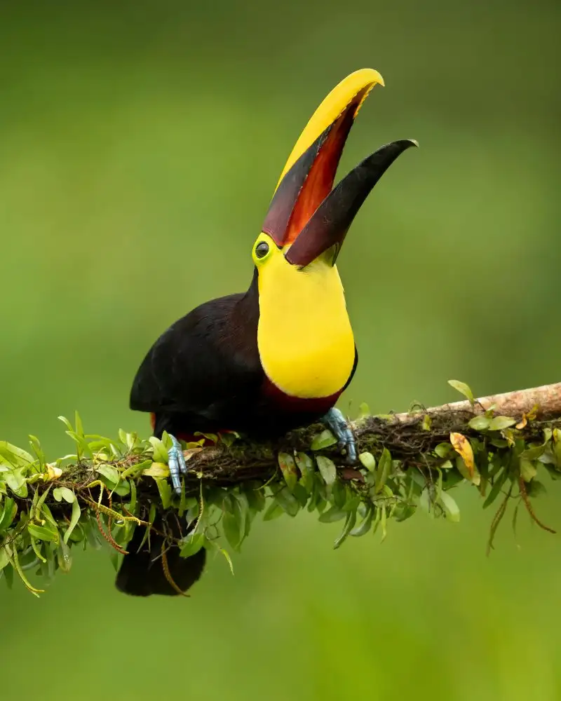 Zygmunt, Milan: Yellow-throated toucan