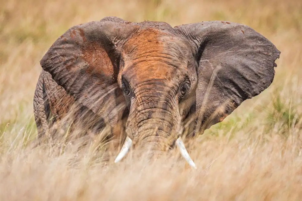Sink, C. Jeffrey: Elefante pastello