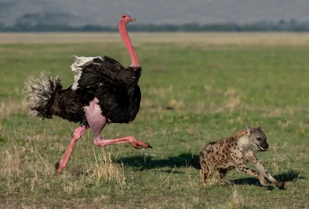 Catta, Alessandro: Auf der Jagd nach der Hyäne