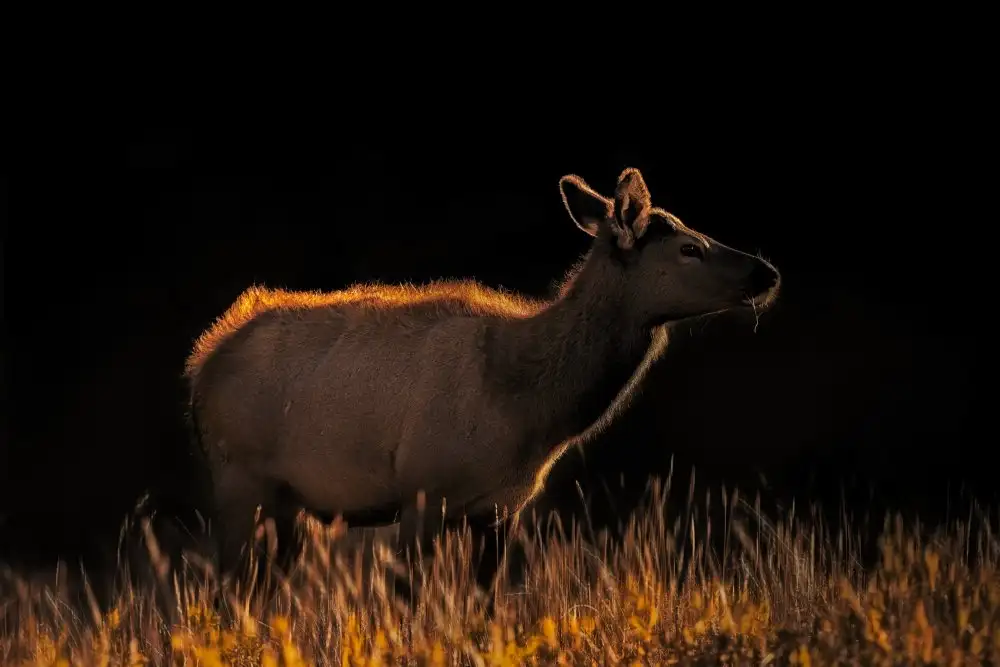 Wei, and Siyu: Una vaca al atardecer