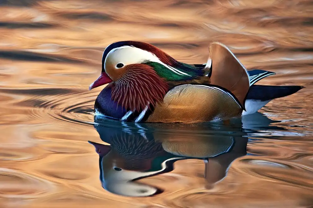Mazzoni, Riccardo: Mandarin duck