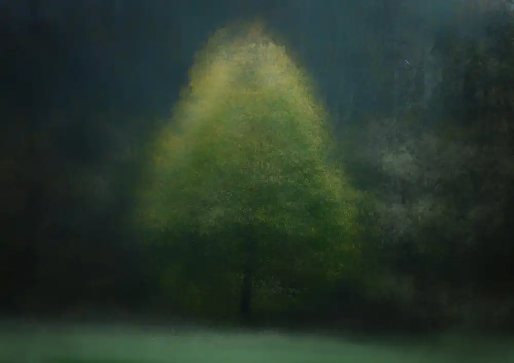Holmström, Katarina: Taccola nel bosco