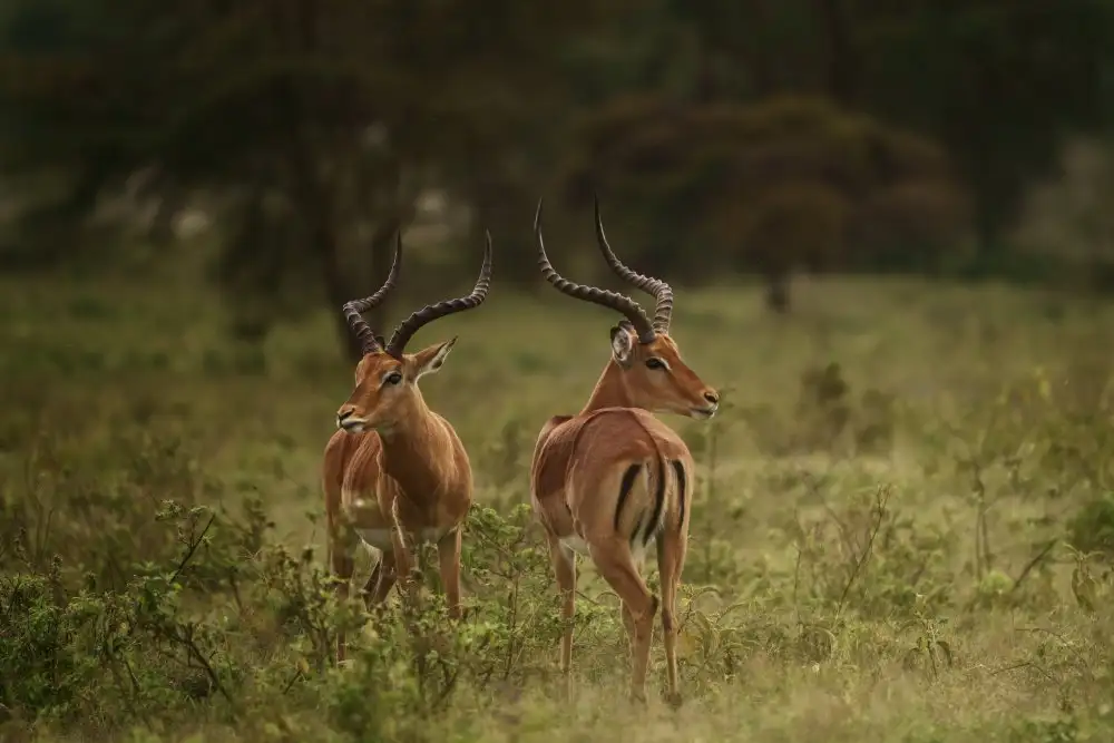 Joanaduenas: Aepyceros Melampus / Impalas A736457