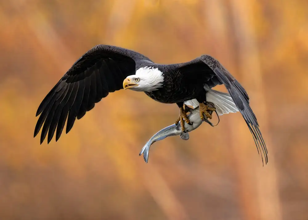 Gu, Zeren: The eagle’s prey in the fall