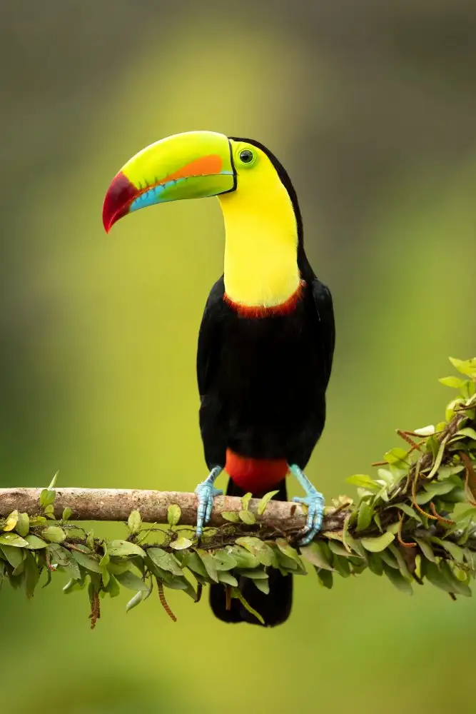 Zygmunt, Milan: Keel-billed toucan