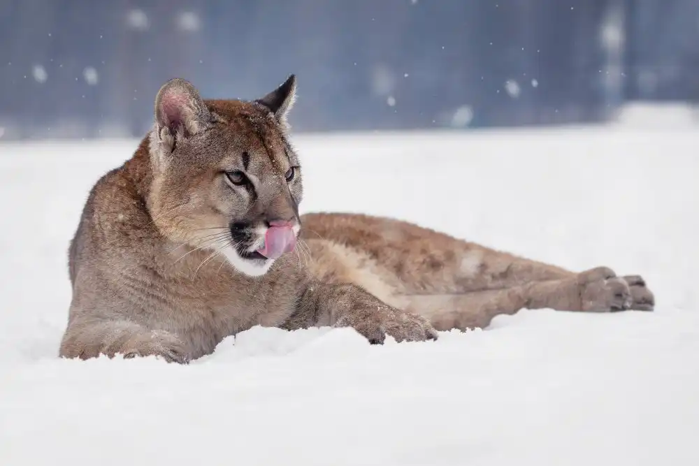 Firešová, Michaela: Resting cougar