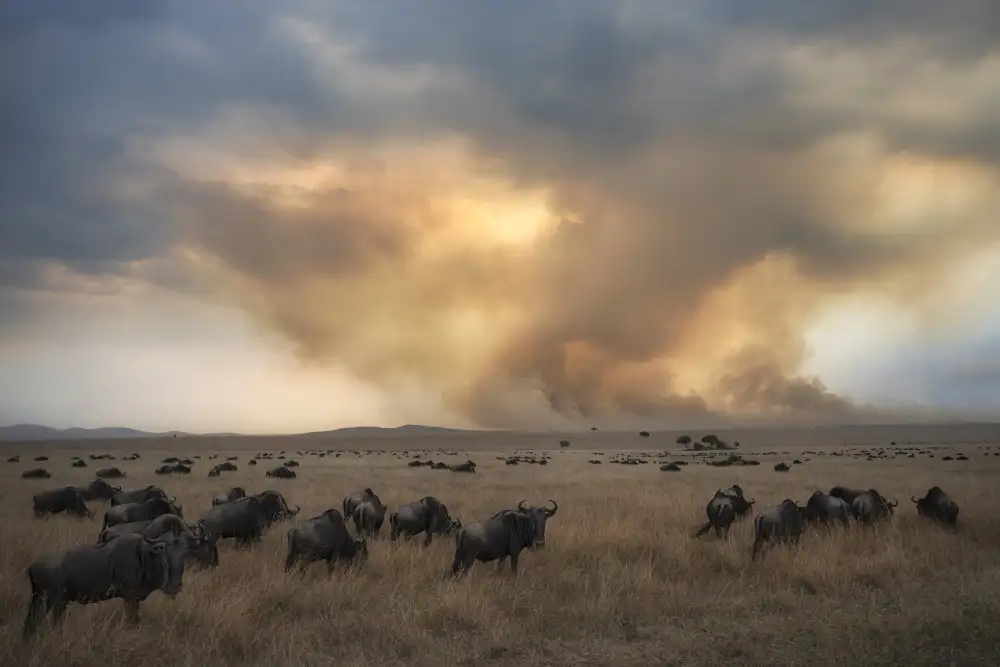 Marchegiani, Roberto: Savannah Burning